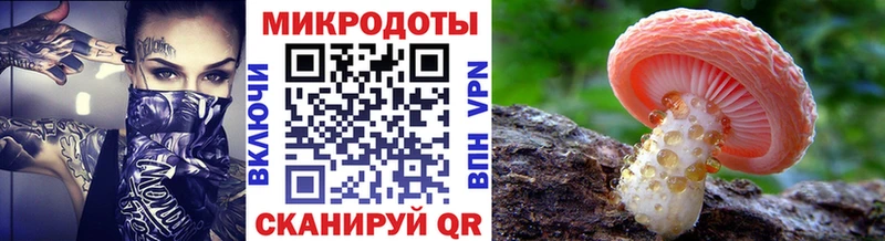 Псилоцибиновые грибы Psilocybe  Цоци-Юрт 